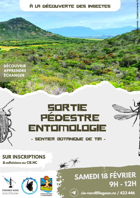 sortie pédestre entomologique sur le sentier botanique de tia le samedi 18 février de 9h à 12h