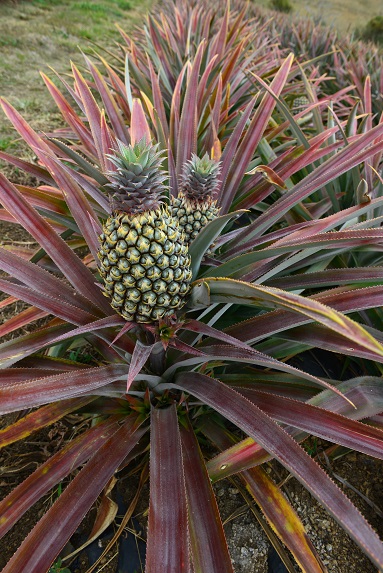 Ananas province Nord