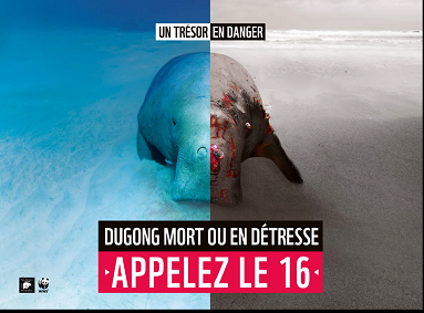 Dugong
