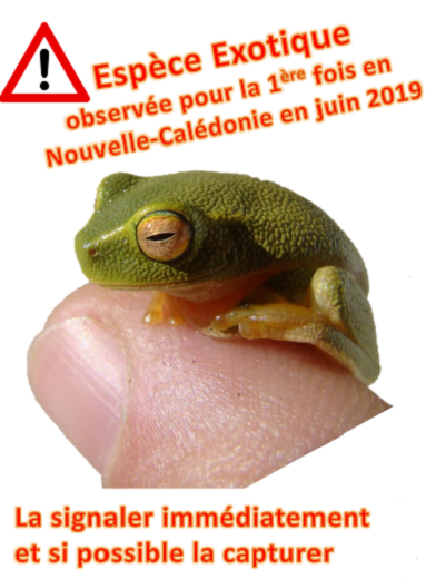Rainette Province Nord