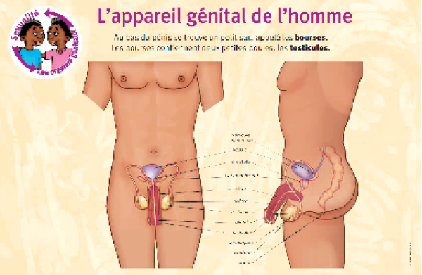 Anatomie homme Province Nord