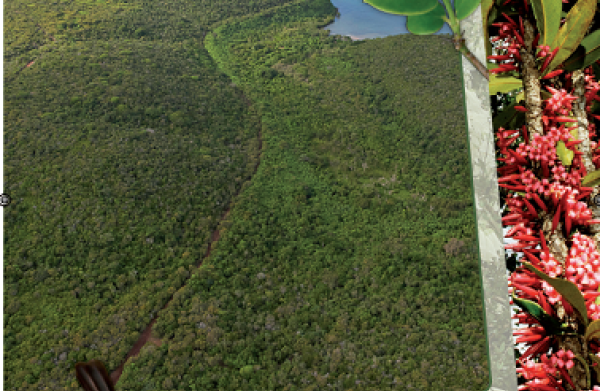 La forêt sèche Province Nord