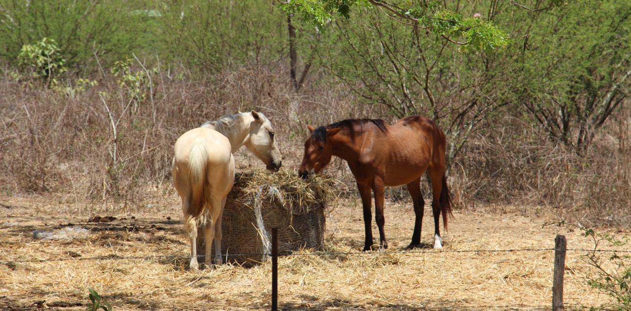 Chevaux green acre Koohnê (Kone) 2017