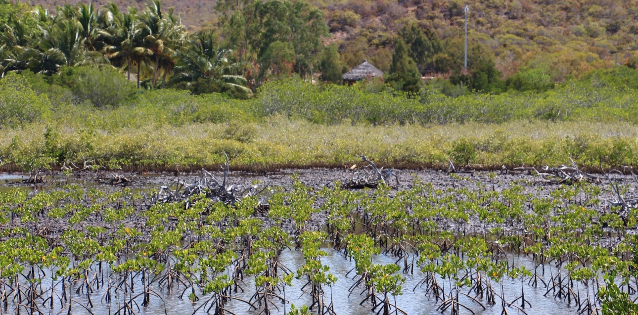 Mangrove Xujo Vook (Oundjo Voh).©K.Naaoutchoué.Nov 2017