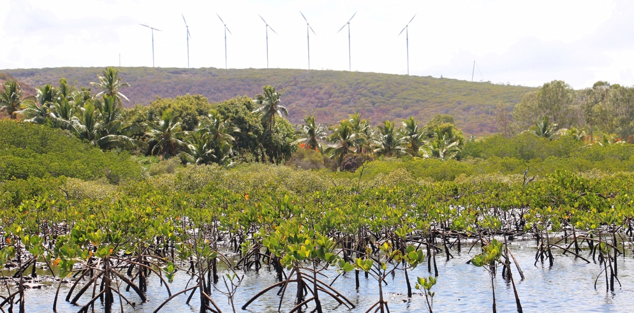 Replantation Mangrove Xujo Vook (Oundjo Voh). ©K.Naaoutchoué.Nov 2017