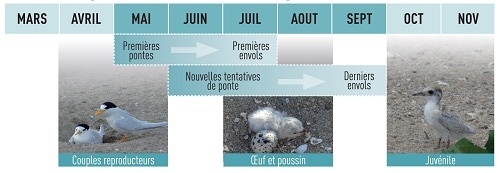 Calendrier de reproduction de la sterne néréis