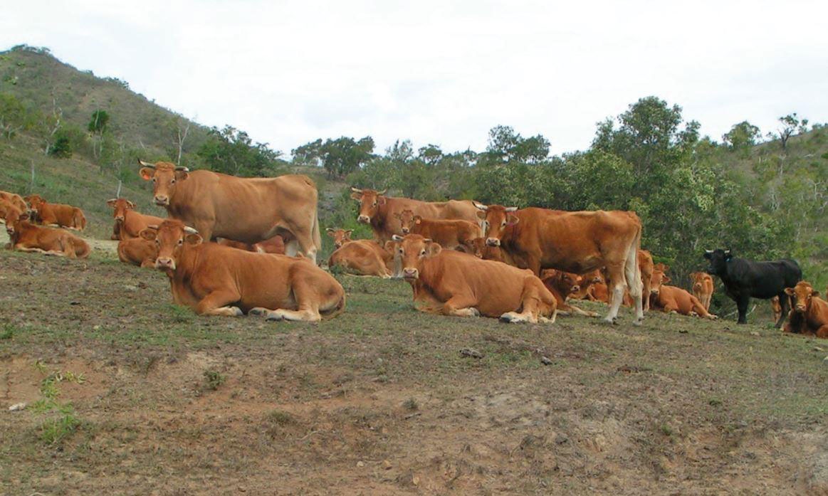 La filière bovine