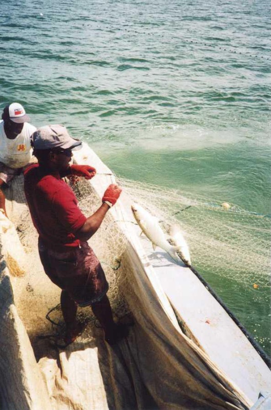 pêche au mulet