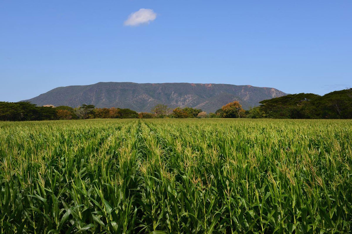 La filière céréales