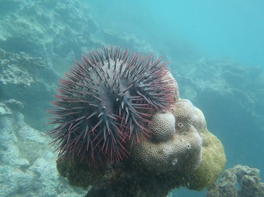 Photo acanthaster