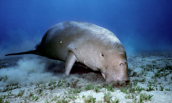 Protégeons les Dugongs !