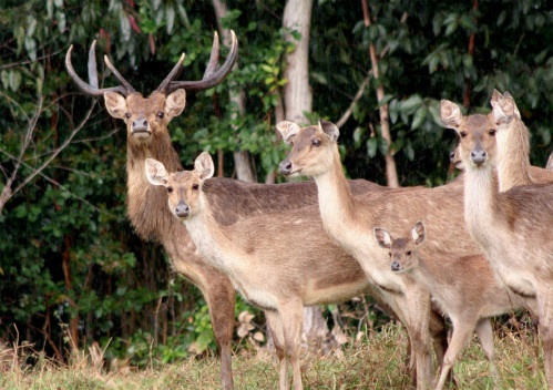 cerf-rusa