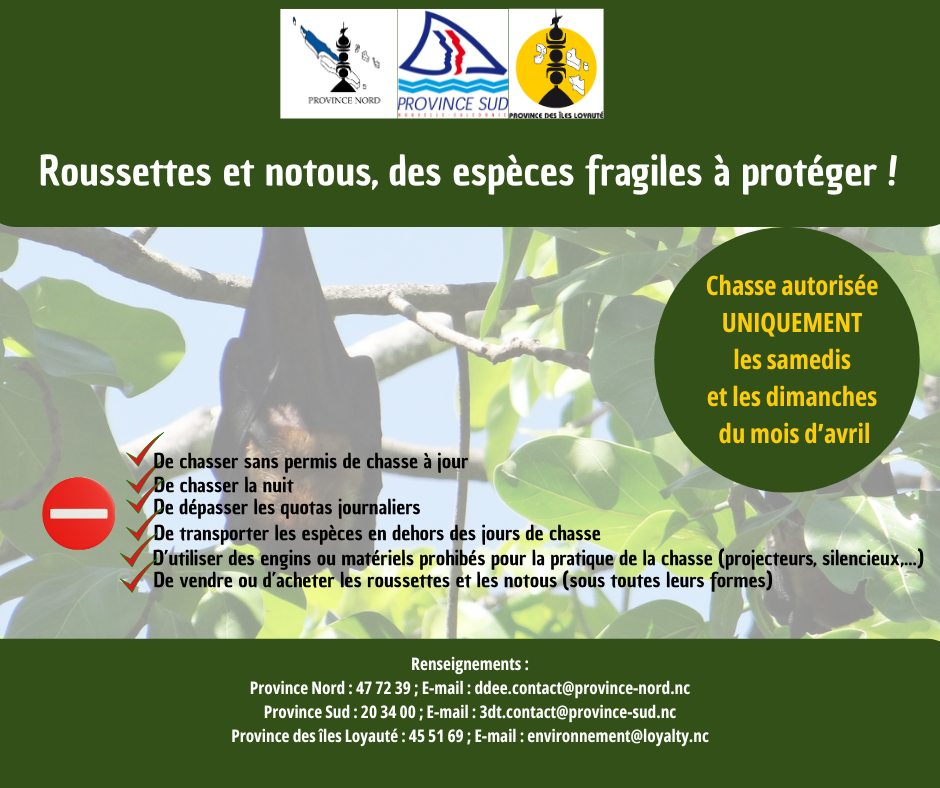 Ouverture chasse roussettes NC 2025