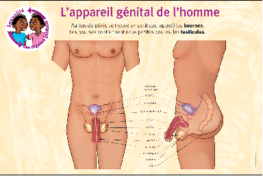 Anatomie homme Province Nord