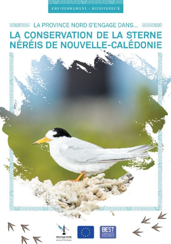 Sterne néréis conservation province Nord Nouvelle-Calédonie