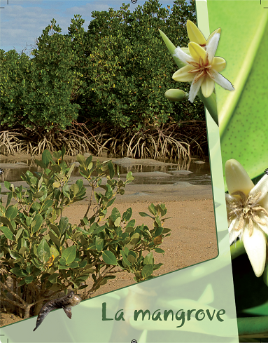 La mangrove